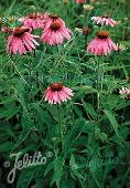 Echinacea Verbesserte Leuchtstern